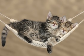 Kittens in hammock