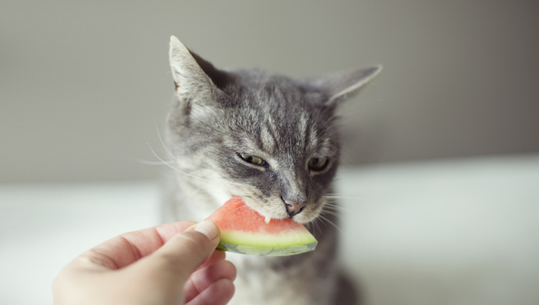 Cat eating watermelon