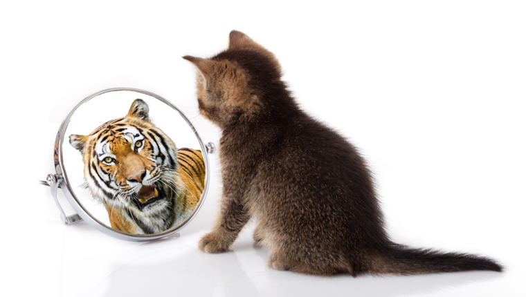 Kitten looking at tiger