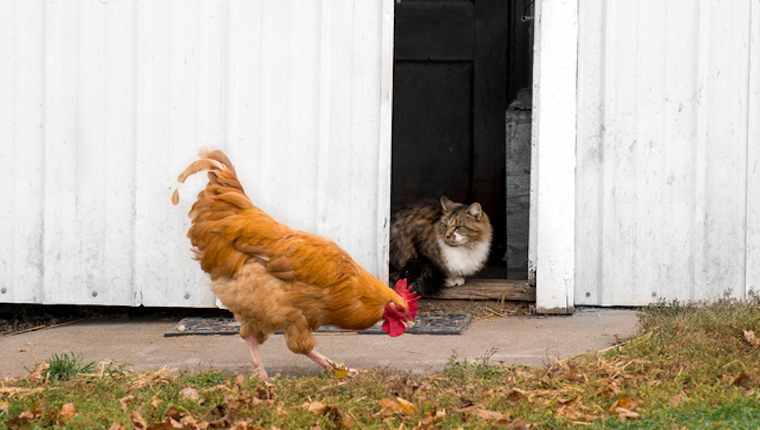 Cat looking at chicken