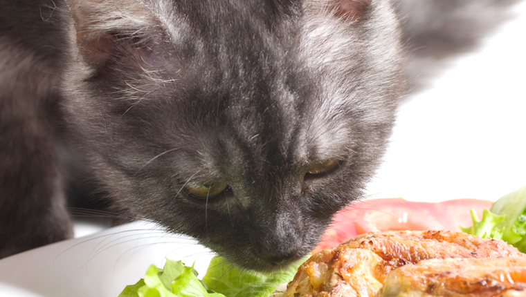 Cat eating chicken