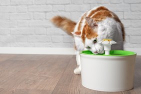 Cat at water fountain