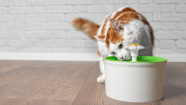 Cat at water fountain