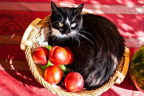 Cat in basket of peaches