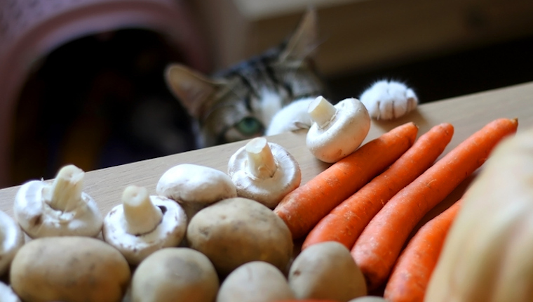 Cat and mushrooms