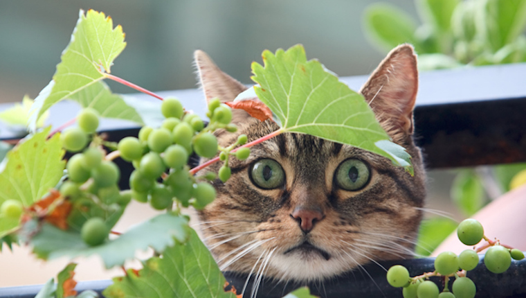 Cat and grapes