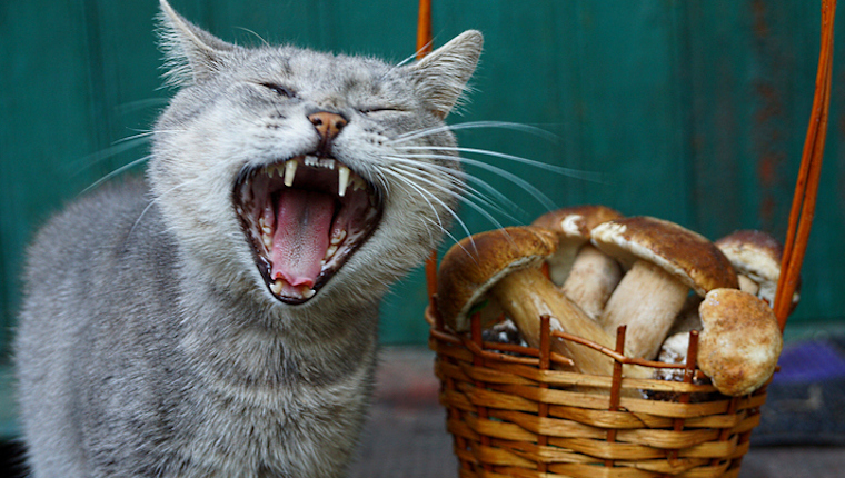 Cat and mushrooms