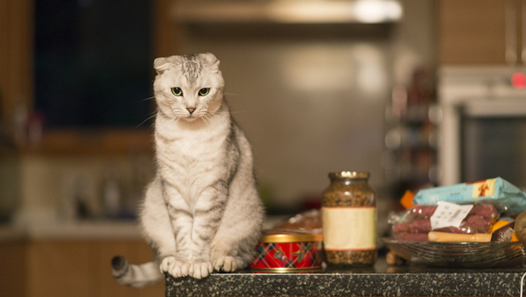 Cat on counter