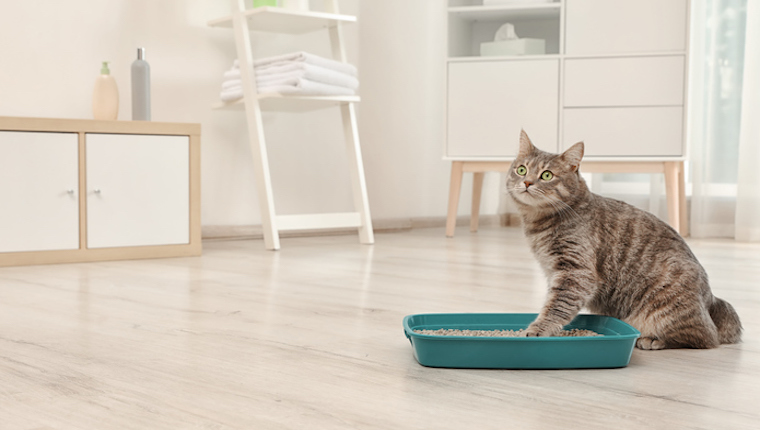 Cat in litter box