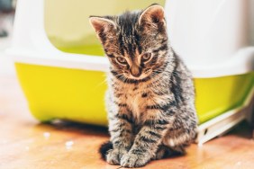 Kitten and litter box