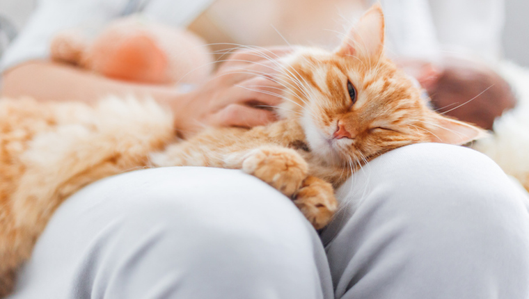 Cat sitting in lap