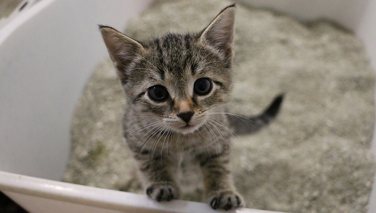 Kitten in litter box