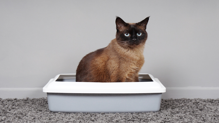 Cat in litter box