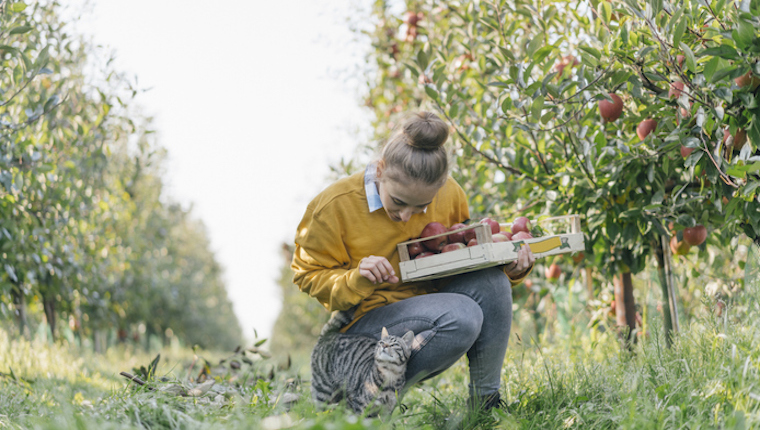 Cat and woman apple picking