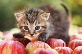 Kitten and apples