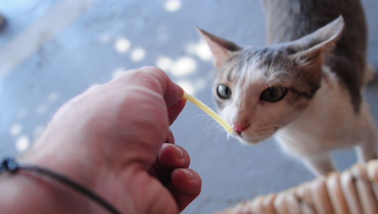 Cat eating pasta