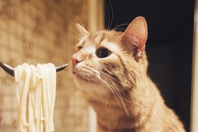 Cat eating pasta