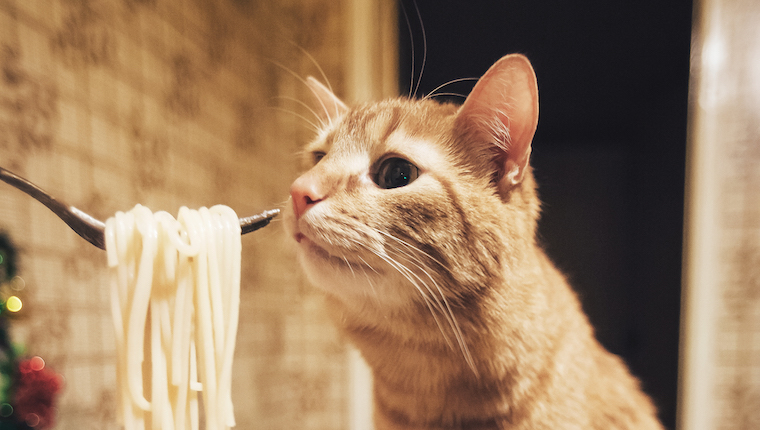 Cat eating pasta