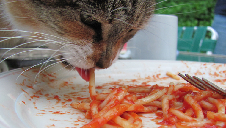 Cat eating pasta