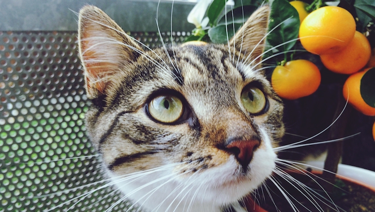 Cat and oranges