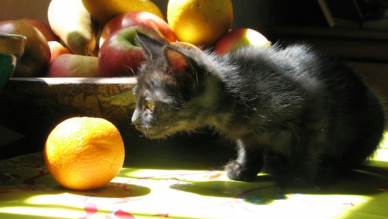 Cat and oranges