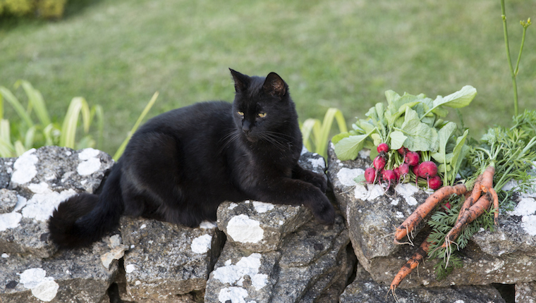 Cat and carrots