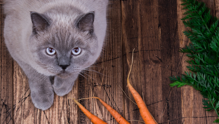 Cat and carrots