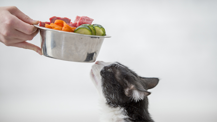 Cat and bowl of cucumbers