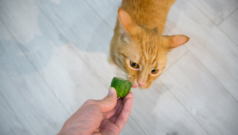 Cat and cucumber