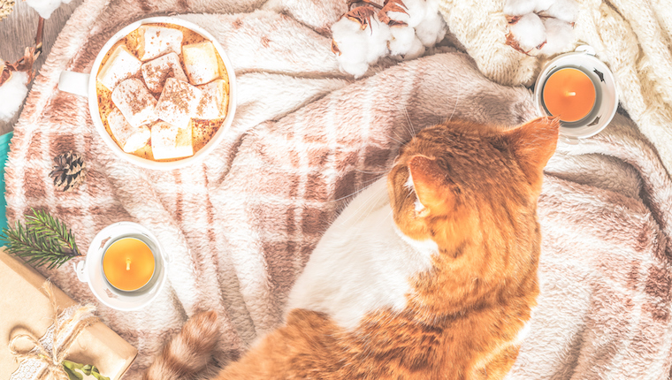 Cat on blanket with marshmallows