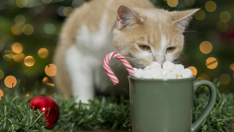 Cat eating marshmallows