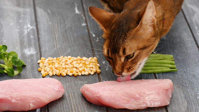 Cat eating raw turkey