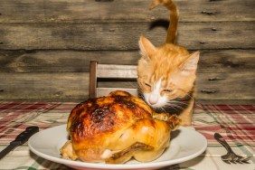 Cat eating roast turkey