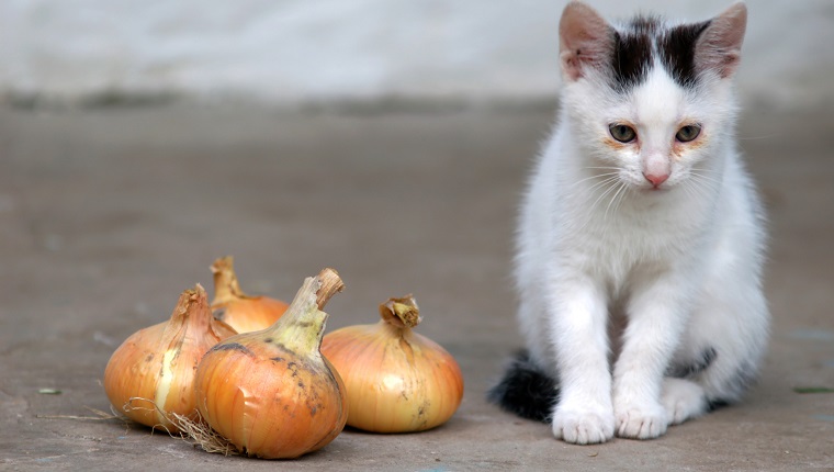 The image of a cat and bulbs