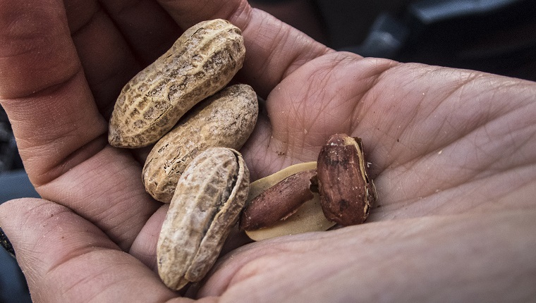 Hand holding peanuts