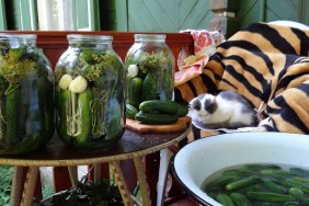 Cat Relaxing On Chair By Jars Of Pickles And Cucumbers