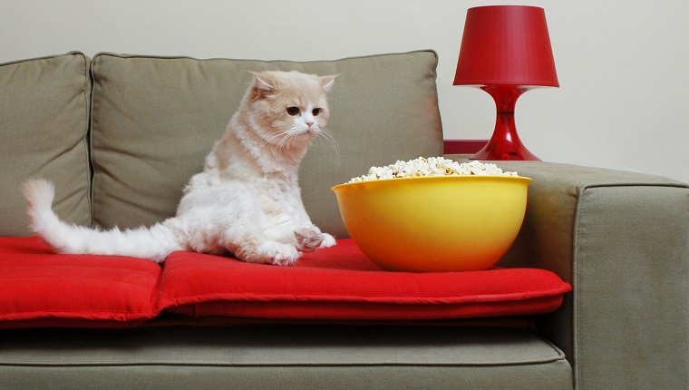 Cat Looking the Popcorn