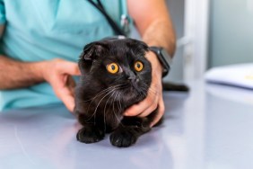 Chocolate black Scottish fold cat at animal hospital with veterinarian - physical examination / check - up