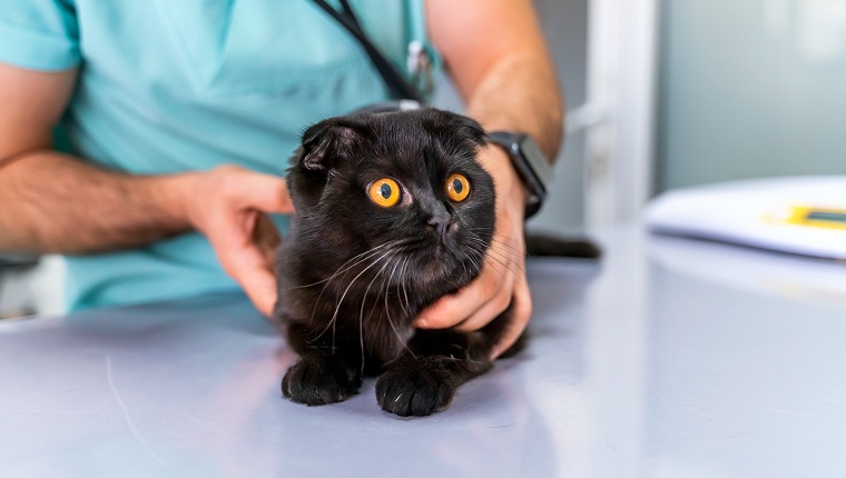 Chocolate black Scottish fold cat at animal hospital with veterinarian - physical examination / check - up