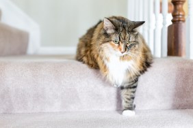 Maine Coon calico cat funny resting one paw on carpet floor steps indoors inside house comfortable looking down sad, large breed neck mane or ruff