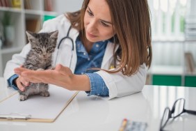 Veterinarian examining a kitten in animal hospital