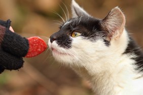 cute cat eating slice of salami from hand