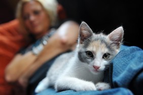 "Close-up of a cat, laying comfortably and warm on the legs of a woman."