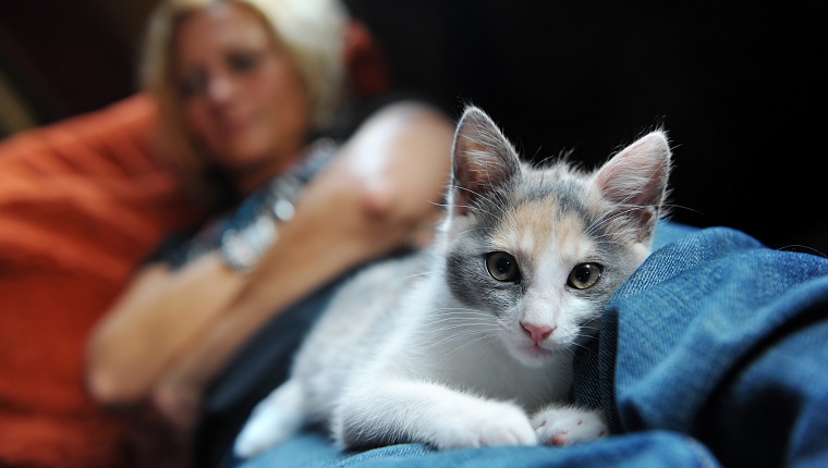 "Close-up of a cat, laying comfortably and warm on the legs of a woman."