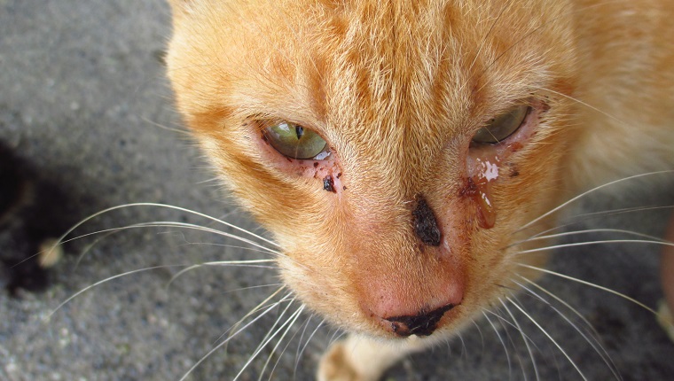 Close-Up Portrait Of Cat Crying Outdoors