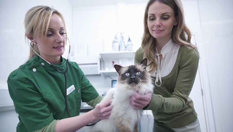 Vet examining cat in veterinary consulting room with cat's owner