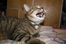 Cat meowing, looks like sneezing or laughing