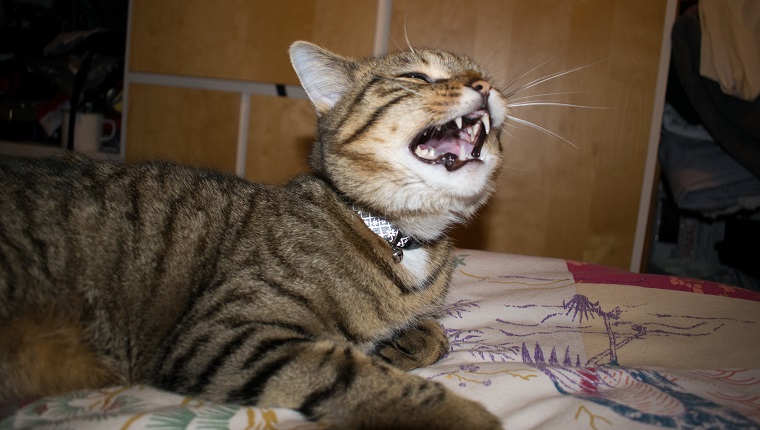 Cat meowing, looks like sneezing or laughing