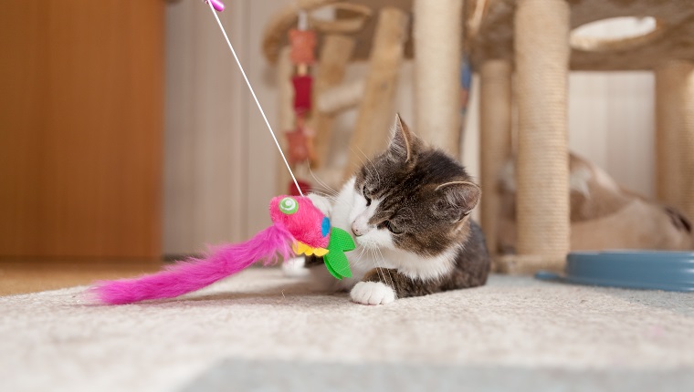 playful gray and white tabby cat; front view, surface level,