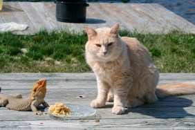 Cat and Bearded Dragon share a meal!